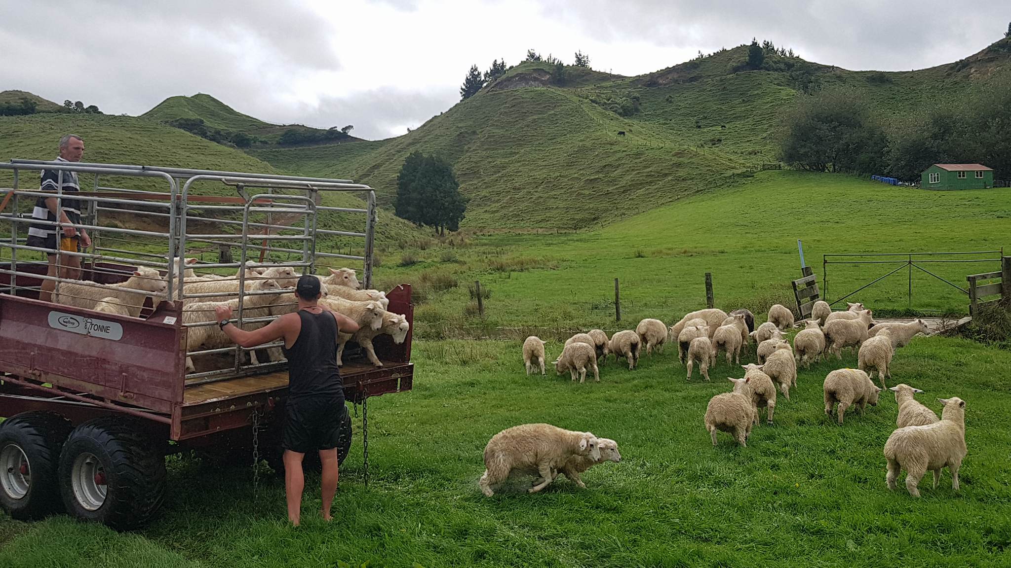 The lambs are safely delivered to dry land. Photo / Mike Tahu